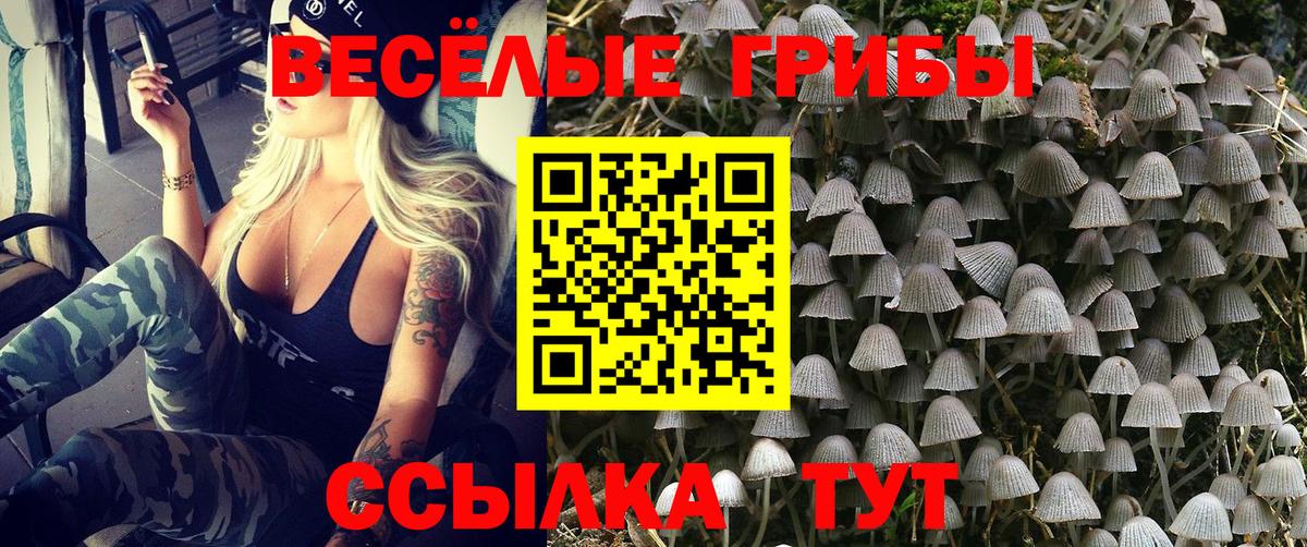 Сегежа  Псилоцибиновые грибы прущие грибы  Вход с VPN 